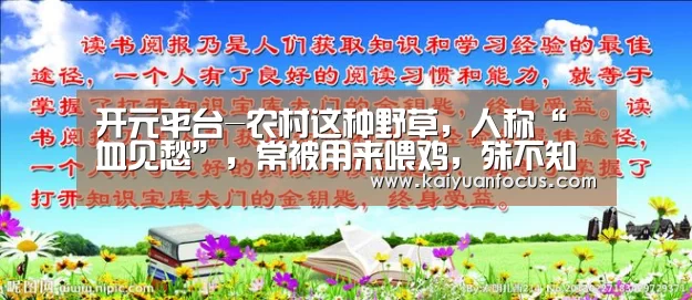 开元平台-农村这种野草,人称“血见愁”,常被用来喂鸡,殊不知药用价值丰富(图1) 开元赛程